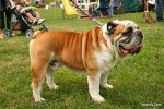 top20_famous_dogs_Funzug.org_18.jpg