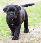 top20_famous_dogs_Funzug.org_19.jpg