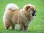 top20_famous_dogs_Funzug.org_20.jpg
