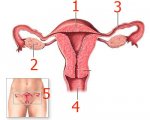 adam-female-reproductive-system1 copy.jpg