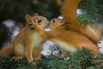 friendly_squirrels_photography_0111.jpg