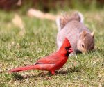friendly_squirrels_photography_0222.jpg