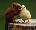 friendly_squirrels_photography_0333.jpg