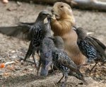 friendly_squirrels_photography_0555.jpg
