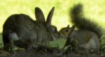 friendly_squirrels_photography_0666.jpg