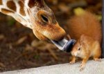friendly_squirrels_photography_0777.jpg