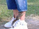 friendly_squirrels_photography_0999.jpg