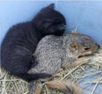 friendly_squirrels_photography_111111.jpg