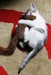 friendly_squirrels_photography_121212.jpg