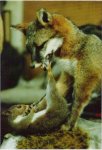 friendly_squirrels_photography_131313.jpg