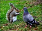 friendly_squirrels_photography_141414.jpg