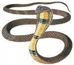 cobra snake 7.jpg