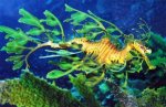 10-MOST-FASCINATING-AND-BEAUTIFUL-UNDERWATER-CREATURES-jpg.xpng.jpg