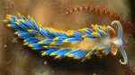 beautiful_underwater_creatures_24.jpg