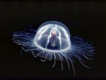 transparent-jellyfish.jpg
