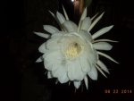DSC02652.JPG
