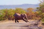 Animals-Fropki-02.jpg