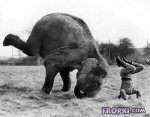 Animals-Fropki-04.jpg