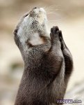 Animals-Fropki-07.jpg