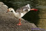 Animals-Fropki-09.jpg