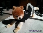 Animals-Fropki-10.jpg
