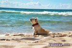 Animals-Fropki-11.jpg