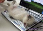 Animals-Fropki-13.jpg