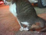 Cat shitting(01).jpg