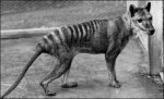 _44669823_tas1_tasmus_466_282.jpg