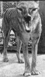 070702_tasmanian_tiger_02.jpg