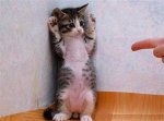 cute-kitten.jpg