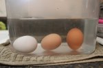 egg.jpg