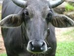 buffalo.jpg