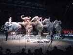 00circus-elephants3.jpg