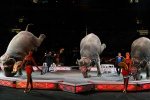 circus_04.jpg