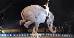 circus%20elephant.jpg