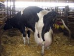 dairy2.jpg