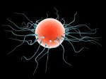 fertilisation2.jpg