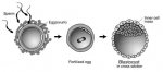 blastocyst.jpg