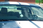 Mustang-Fluffy-Dice.jpg
