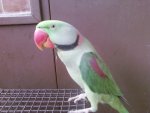 parrot_2.jpg