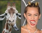 Thing-Look-Like-Miley-Cyrus-7.jpg
