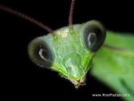 praying-mantid-dark-eyed.jpg