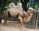 camel-bindu.jpg