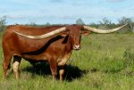 j.r.-bull-lankatruth.jpg