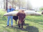 largest-horn-circumference-527x400.jpg