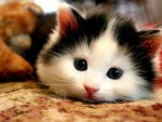 47733-cats-cute-cat-image_large.jpg