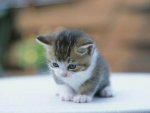 cute-kitten.jpg