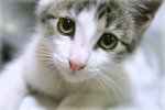 Cute-cat-close-up-2587.jpg