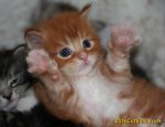 cute-kittens-picture-kawai-img-1.jpg